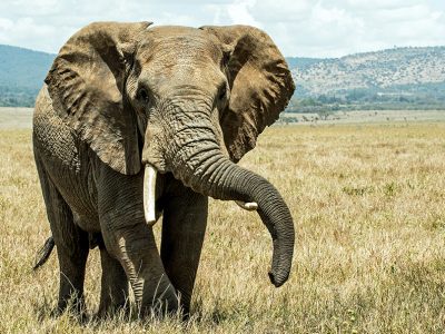 A majestic African elephant standing tall against the backdrop of the snow-capped peak of Mount Kilimanjaro in Amboseli National Park, Kenya.