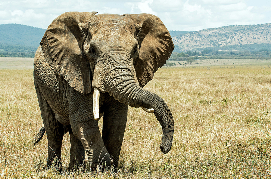 A majestic African elephant standing tall against the backdrop of the snow-capped peak of Mount Kilimanjaro in Amboseli National Park, Kenya.