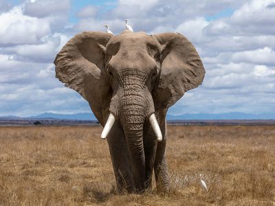 A majestic elephant stands in the foreground of Amboseli National Park with the snow-capped peak of Mount Kilimanjaro rising in the background.