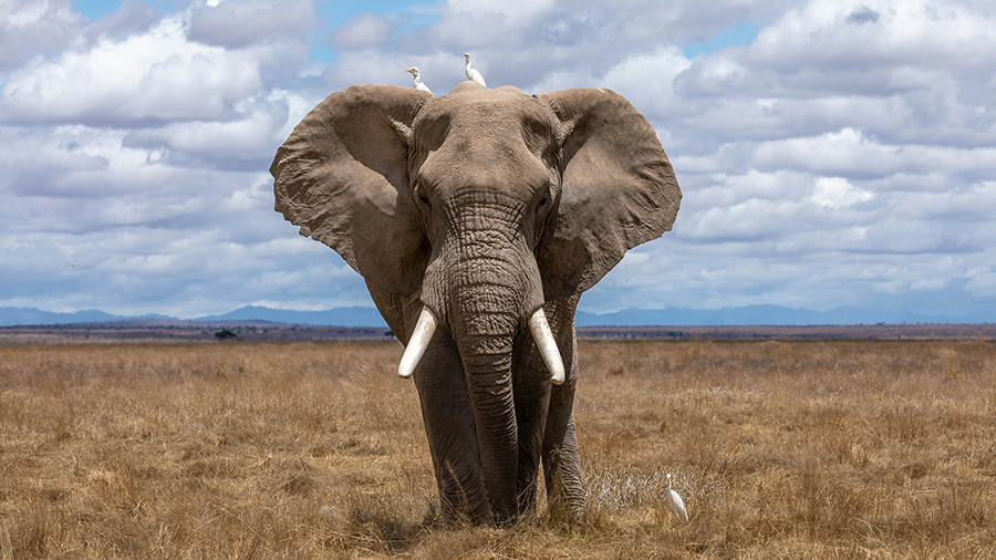 A majestic elephant stands in the foreground of Amboseli National Park with the snow-capped peak of Mount Kilimanjaro rising in the background.