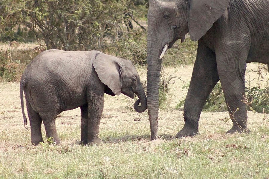 Elephants at Mwaluganje Sanctuary: Conservation in Action