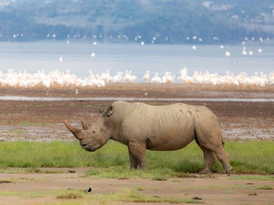 Tourists on a game drive in Lake Nakuru National Park in Kenya, observing a vast number of flamingos creating a pink carpet along the lakeshore.