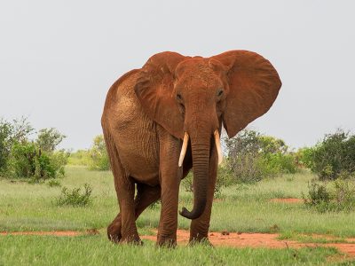 A herd of elephants with reddish dust on their skin walking across the vast plains of Tsavo East National Park in Kenya.