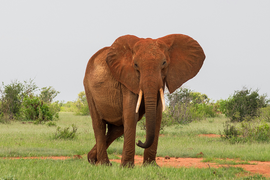 A herd of elephants with reddish dust on their skin walking across the vast plains of Tsavo East National Park in Kenya.