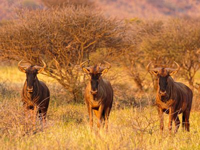 A vast herd of wildebeest crossing the Mara River during the Great Wildebeest Migration, with zebras and other animals in the background.