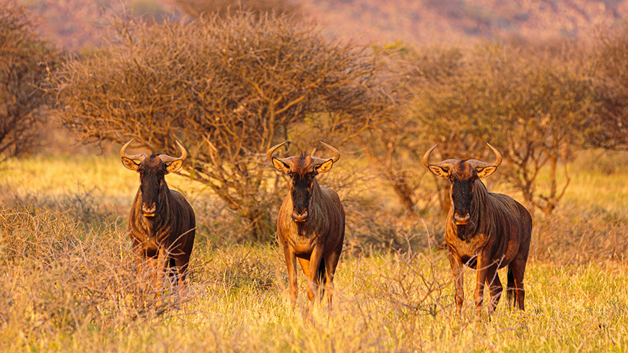 A vast herd of wildebeest crossing the Mara River during the Great Wildebeest Migration, with zebras and other animals in the background.