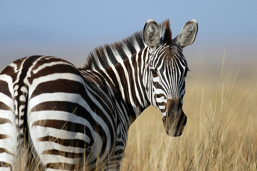 A herd of Grevy's zebras grazing on the savanna grasslands of Arawale National Reserve, with acacia trees and the Tana River in the background.