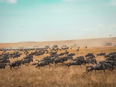 A vast herd of wildebeest and zebras migrate across the Maasai Mara plains during the Great Migration, with the Mara River and a colorful sunset in the background.