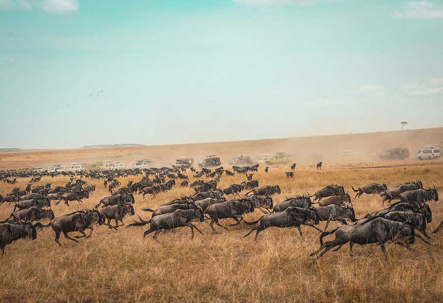 A vast herd of wildebeest and zebras migrate across the Maasai Mara plains during the Great Migration, with the Mara River and a colorful sunset in the background.