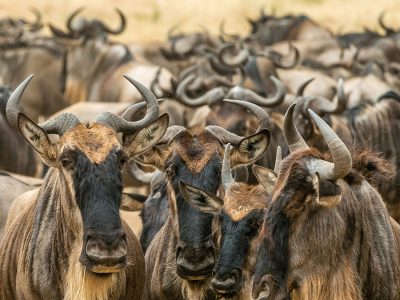 A vast herd of wildebeests crossing the Mara River during the Great Wildebeest Migration, with zebras and other animals in the background.