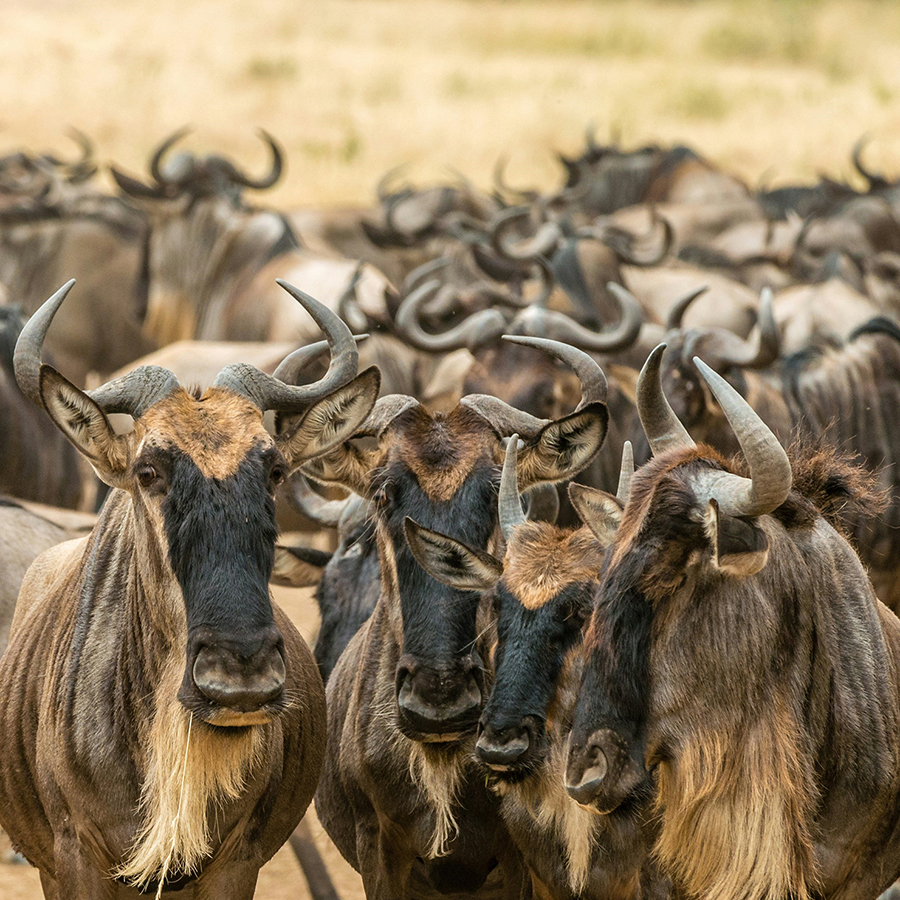 A vast herd of wildebeests crossing the Mara River during the Great Wildebeest Migration, with zebras and other animals in the background.