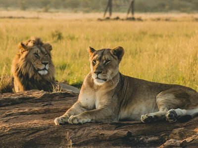 A pride of lions resting in the shade of an acacia tree in Meru National Park, Kenya, with the rolling hills of the Nyambeni Range in the background.