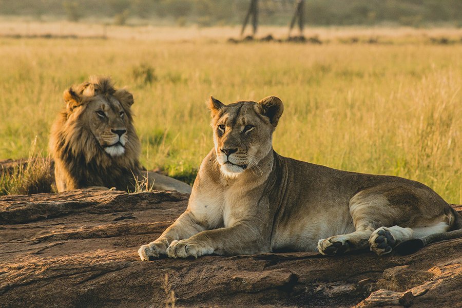 A pride of lions resting in the shade of an acacia tree in Meru National Park, Kenya, with the rolling hills of the Nyambeni Range in the background.