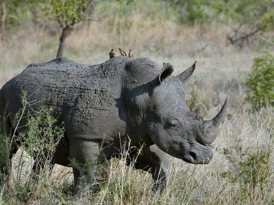 A black rhinoceros standing in a lush green clearing in the Aberdare National Park, Kenya.