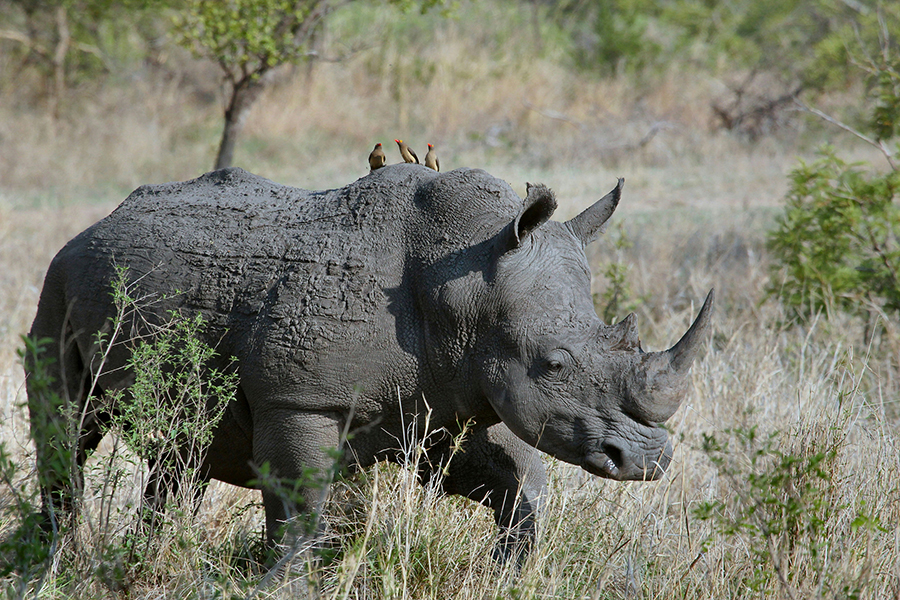 A black rhinoceros standing in a lush green clearing in the Aberdare National Park, Kenya.