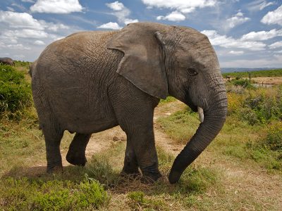 A majestic elephant herd walking past Mount Kilimanjaro in Amboseli National Park, Kenya.