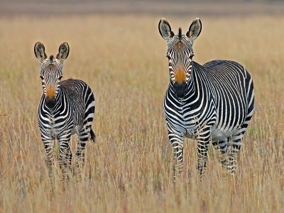 A vast herd of zebras grazing in the golden light of the setting sun in Samburu National Reserve, Kenya, with acacia trees and the snow-capped peaks of Mount Kenya in the background.