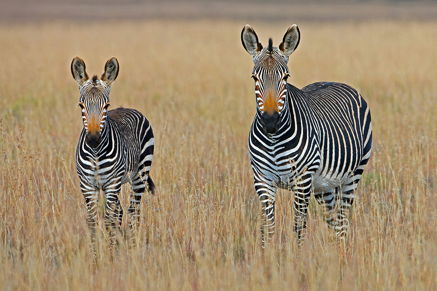 A vast herd of zebras grazing in the golden light of the setting sun in Samburu National Reserve, Kenya, with acacia trees and the snow-capped peaks of Mount Kenya in the background.