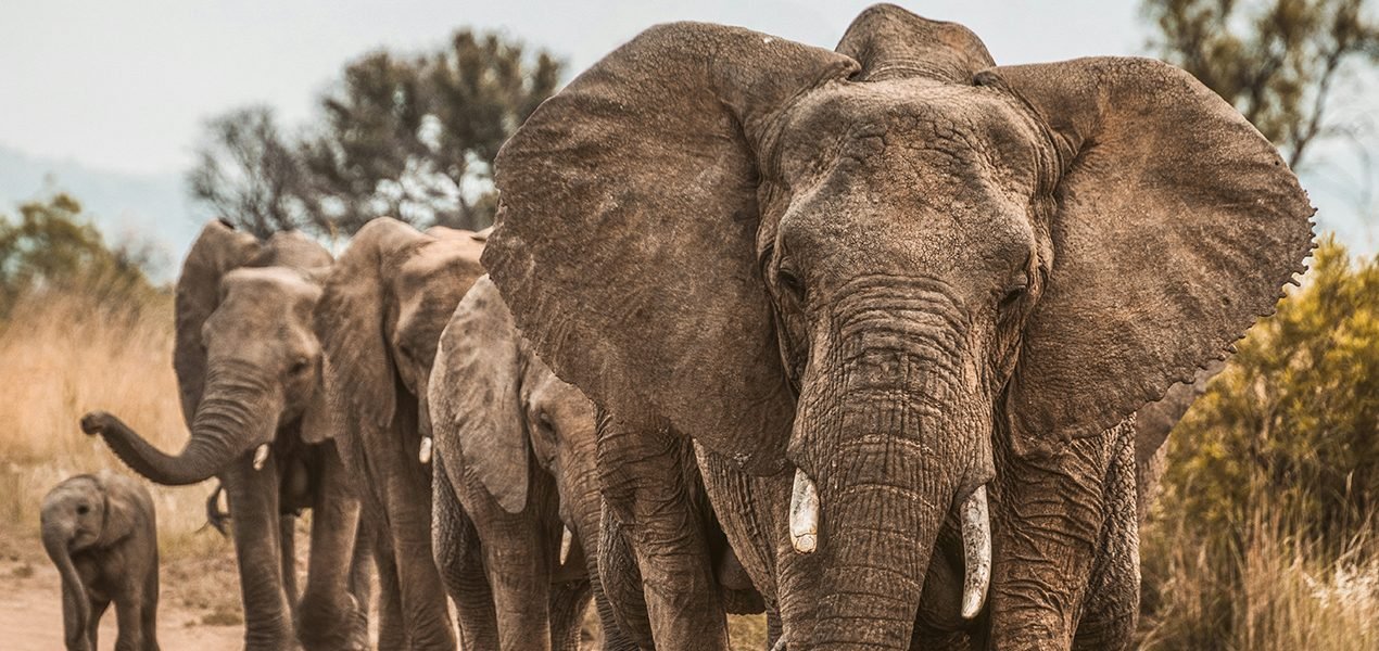 A herd of elephants walking along a pristine beach in Dodori National Reserve, with the turquoise waters of the Indian Ocean in the background.