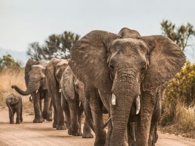 A herd of elephants walking along a pristine beach in Dodori National Reserve, with the turquoise waters of the Indian Ocean in the background.