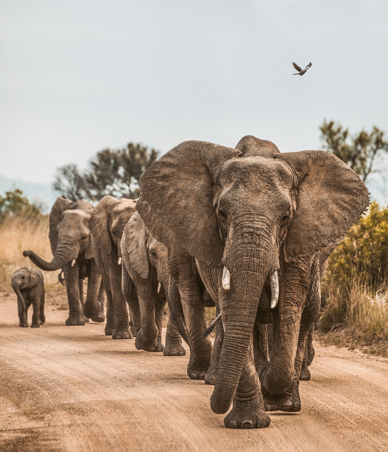 A herd of elephants silhouetted against the dramatic backdrop of Mount Kilimanjaro at sunset, in Amboseli National Park, Kenya.