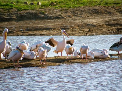 Thousands of pink flamingos taking flight over the shimmering waters of Lake Nakuru National Park in Kenya, creating a breathtaking natural spectacle.