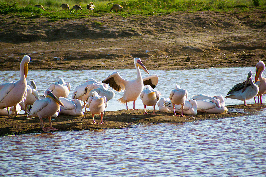 Thousands of pink flamingos taking flight over the shimmering waters of Lake Nakuru National Park in Kenya, creating a breathtaking natural spectacle.