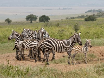 A vast herd of zebras grazing peacefully in the golden light of the setting sun in Samburu National Reserve, Kenya, with acacia trees and the snow-capped peaks of Mount Kenya in the distance.