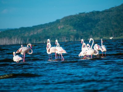 A vast pink lake covered in countless flamingos, with acacia trees and a mountain backdrop in Lake Nakuru National Park, Kenya.