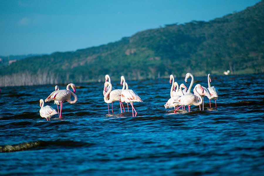 A vast pink lake covered in countless flamingos, with acacia trees and a mountain backdrop in Lake Nakuru National Park, Kenya.