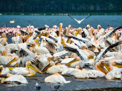 A vast lake filled with countless pink flamingos, with acacia trees and mountains in the background, at Lake Nakuru National Park, Kenya.