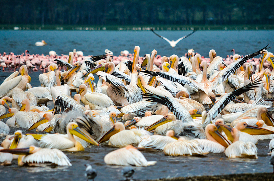 A vast lake filled with countless pink flamingos, with acacia trees and mountains in the background, at Lake Nakuru National Park, Kenya.