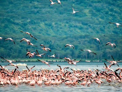 A group of pink flamingos wading in the shallow water of Lake Nakuru, with Mount Longonot in the background.