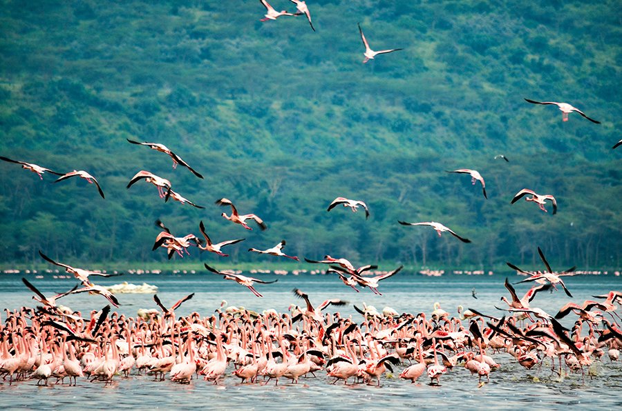 A group of pink flamingos wading in the shallow water of Lake Nakuru, with Mount Longonot in the background.