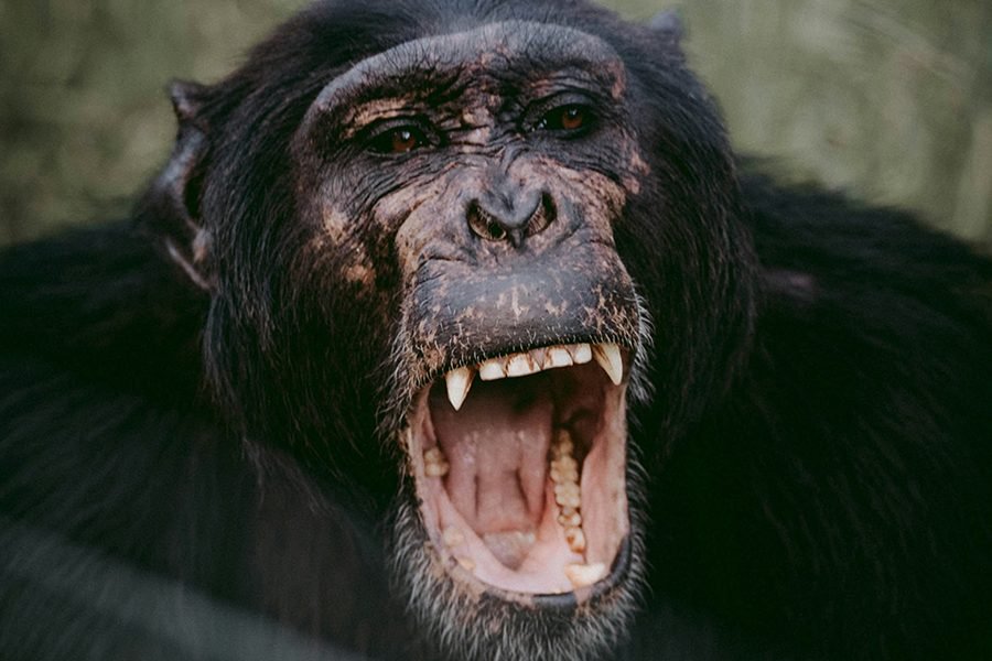 A chimpanzee mother and her baby grooming each other in the lush rainforest of Mahale Mountains National Park, Tanzania.