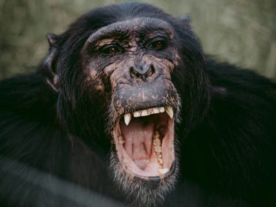 Chimpanzees playing and swinging from ropes in the lush green enclosure of the Sweetwaters Chimpanzee Sanctuary in Ol Pejeta Conservancy, Kenya, with Mount Kenya in the background.