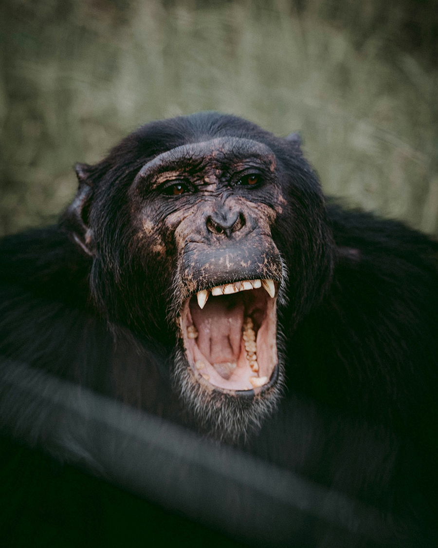 Chimpanzees playing and swinging from ropes in the lush green enclosure of the Sweetwaters Chimpanzee Sanctuary in Ol Pejeta Conservancy, Kenya, with Mount Kenya in the background.