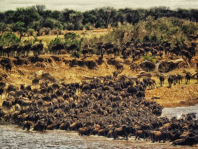 A massive herd of wildebeest thundering across the Serengeti plains during the Great Migration, with dust clouds rising in the background.