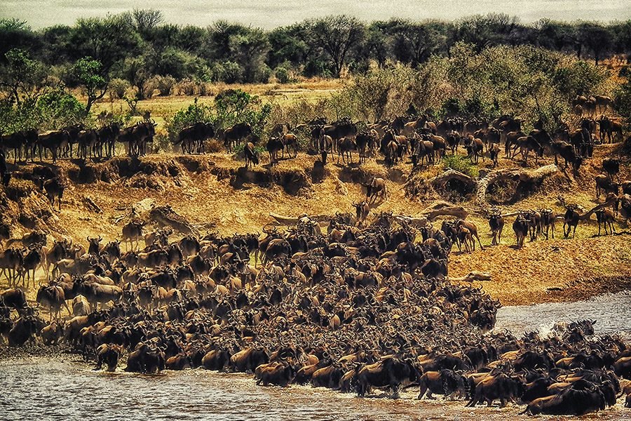 A massive herd of wildebeest thundering across the Serengeti plains during the Great Migration, with dust clouds rising in the background.