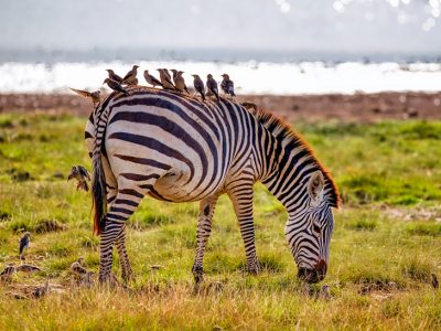 A Grevy's zebra with narrow stripes standing alert in the dry grasslands of Samburu National Reserve, Kenya.