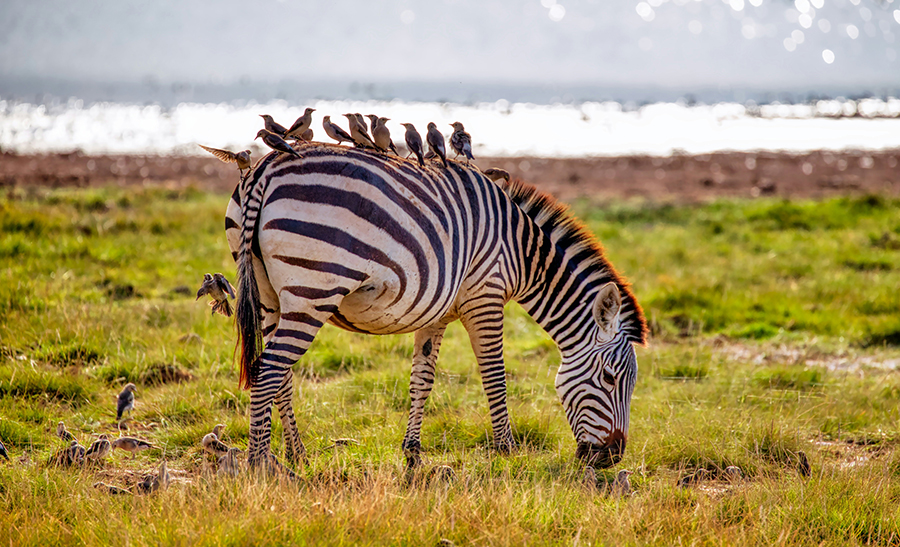 A Grevy's zebra with narrow stripes standing alert in the dry grasslands of Samburu National Reserve, Kenya.