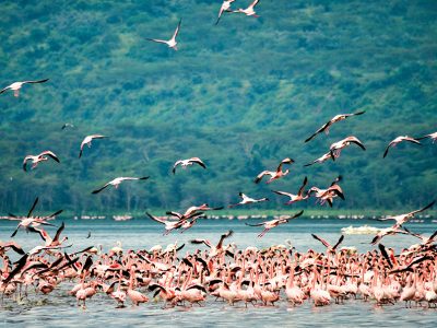 A wide-angle shot of a vast pink lake covered in flamingos, with acacia trees and a mountain backdrop in Lake Nakuru National Park, Kenya.