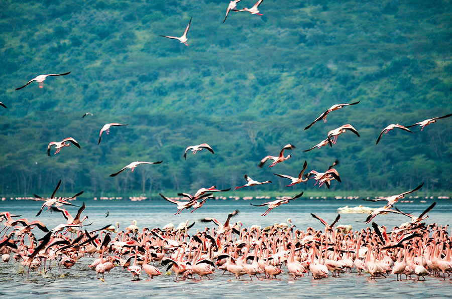 A wide-angle shot of a vast pink lake covered in flamingos, with acacia trees and a mountain backdrop in Lake Nakuru National Park, Kenya.