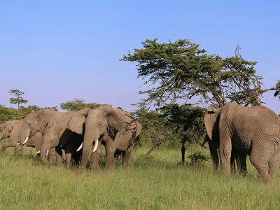 A group of elephants in Ol Pejeta Conservancy, Kenya.