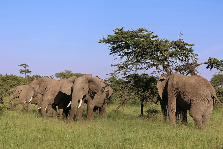 A group of elephants in Ol Pejeta Conservancy, Kenya.