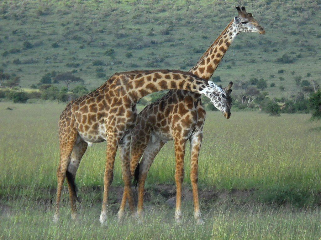 A majestic giraffe gracefully feeding from a visitor's hand at the Giraffe Centre in Nairobi, with the cityscape in the background.