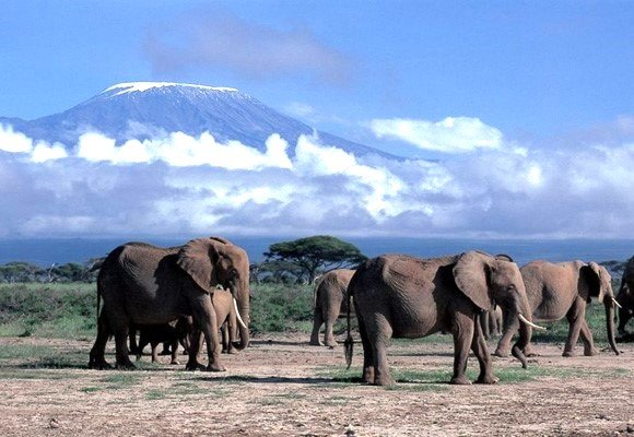 Majestic elephants roam beneath Mount Kilimanjaro in Amboseli National Park