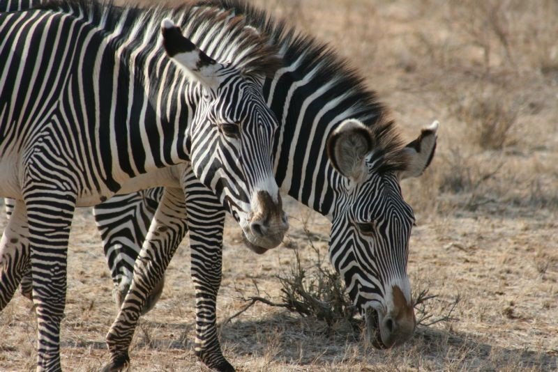 Encountering zebras and giraffes up close on Crescent Island.