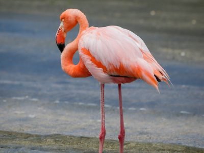 Millions of pink flamingos congregated on the shores of Lake Nakuru, creating a vibrant spectacle against the backdrop of the blue water and acacia woodlands.