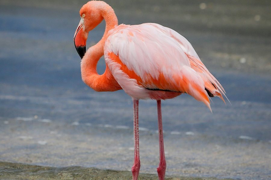 Millions of pink flamingos congregated on the shores of Lake Nakuru, creating a vibrant spectacle against the backdrop of the blue water and acacia woodlands.